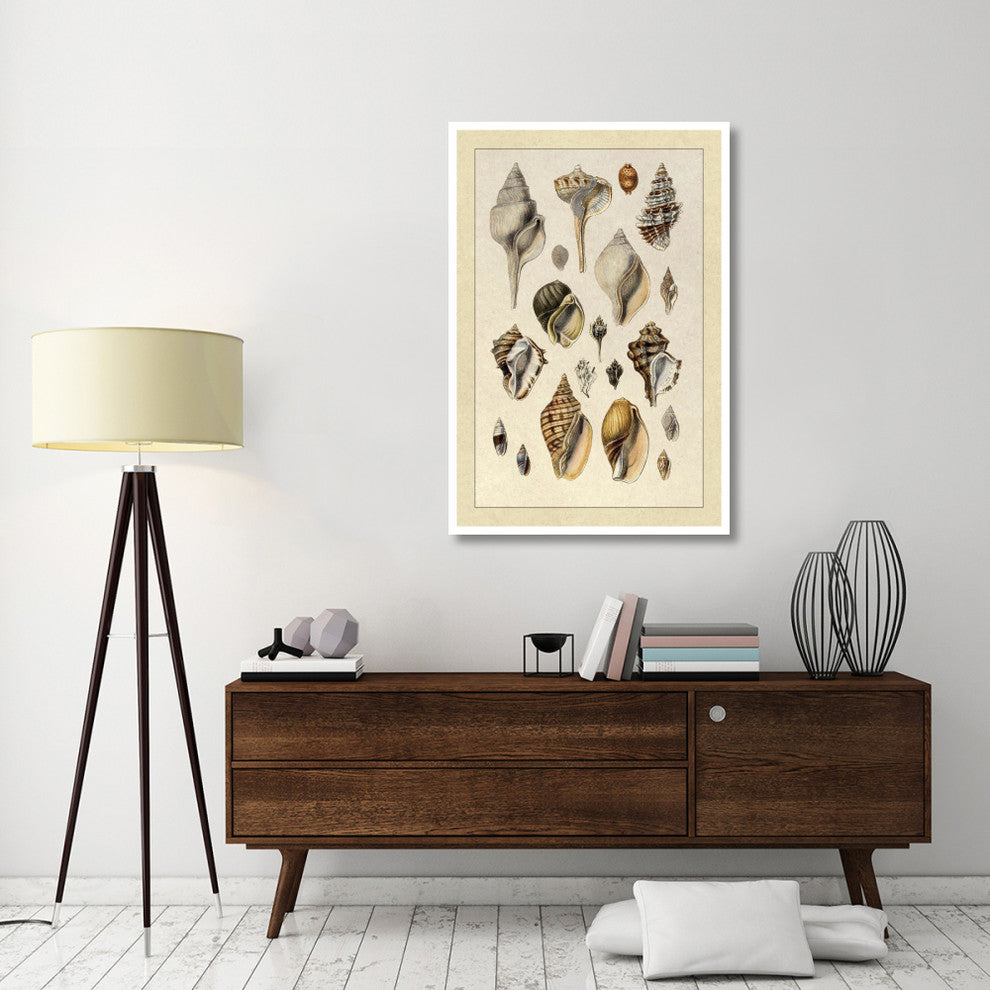 "Shells: Sessile Cirripedes #3" Digital Paper Print by G.B. Sowerby, 34"x50"