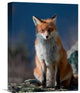 "Are You My Friend Or Not?" Stretched Canvas Giclee by Peter Svoboda, 12"x16"