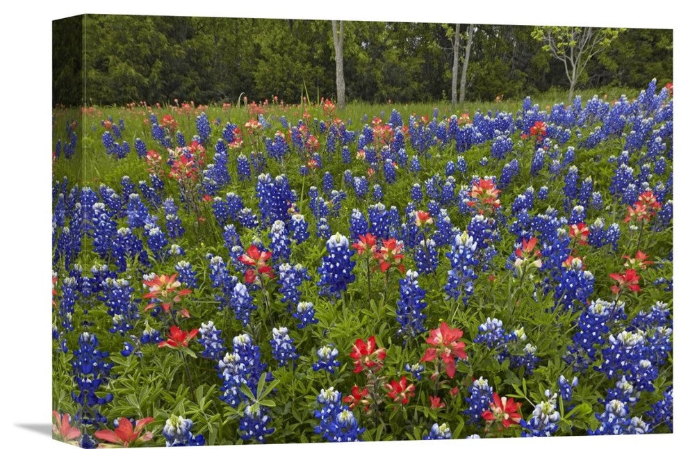 "Bluebonnet And Paintbrush Meadow, Cedar Hill State Park, Texas" Artwork