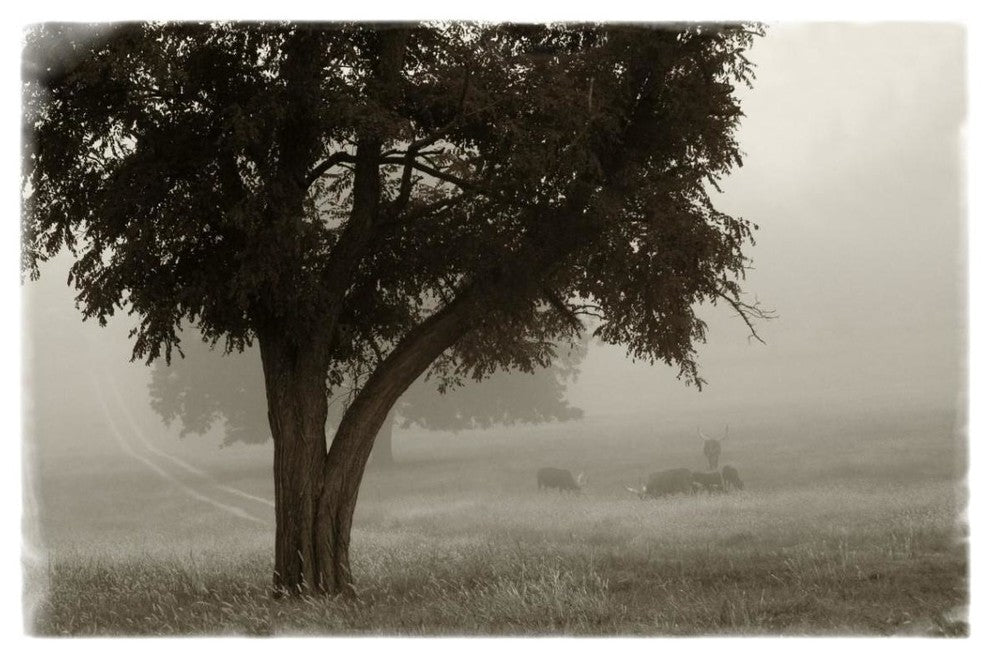 "Calm Mist no Limb" Digital Paper Print by Debra Van Swearingen, 20"x14"