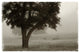 "Calm Mist no Limb" Digital Paper Print by Debra Van Swearingen, 20"x14"