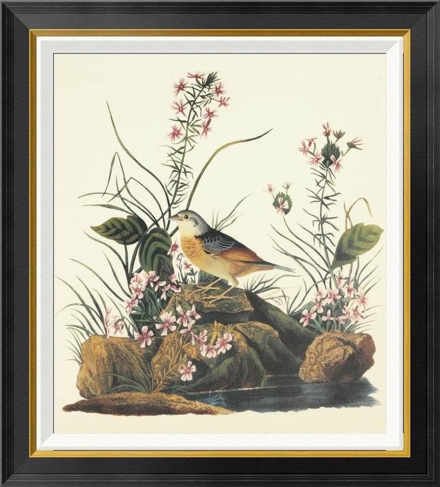 "Yellow-Winged Sparrow" Framed Canvas Giclee by John James Audubon, 26x28"