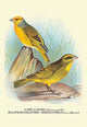 Cape Canary; Sulphur - Coloured Seed - Eater - Canvas Poster 20" x 30"
