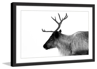"Antler Profile" Framed Painting Print, 18x12