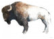 "Colorful Bison Dark Brown" Digital Paper Print by Avery Tillmon, 37"x30"