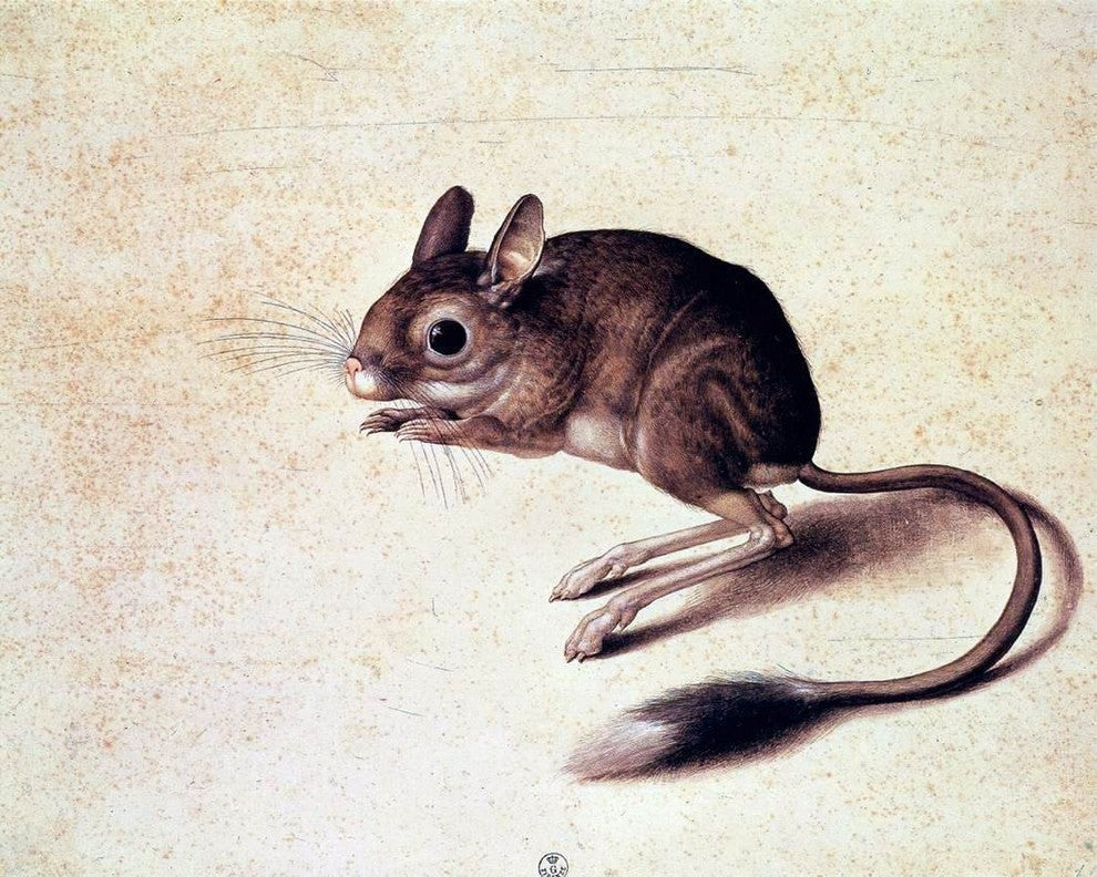 Jacopo Ligozzi Gerbil, 20"x25" Wall Decal