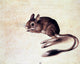 Jacopo Ligozzi Gerbil, 20"x25" Wall Decal