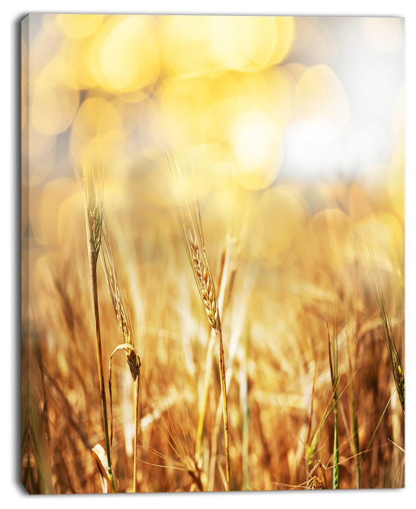 Brown Wheat Plants in Field, Floral Canvas Art Print, 12"x20"