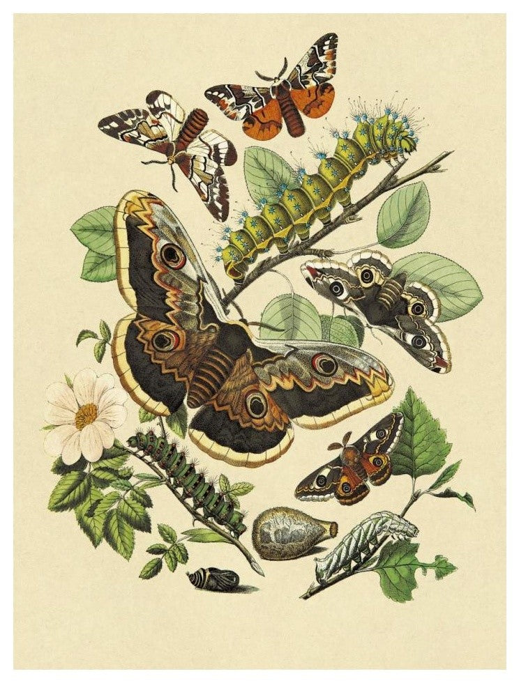 "Moths: E. Versicolora, S. Pyri, S. Carpini" Paper Print by W. F. Kirby, 14"x18"