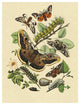 "Moths: E. Versicolora, S. Pyri, S. Carpini" Paper Print by W. F. Kirby, 14"x18"
