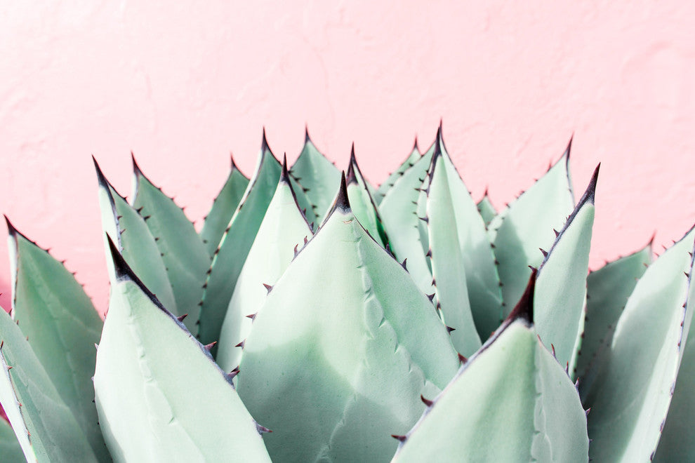 Marmont Hill, "Sweet Succulents" by Morgan Hartley on Wrapped Canvas, 24x16