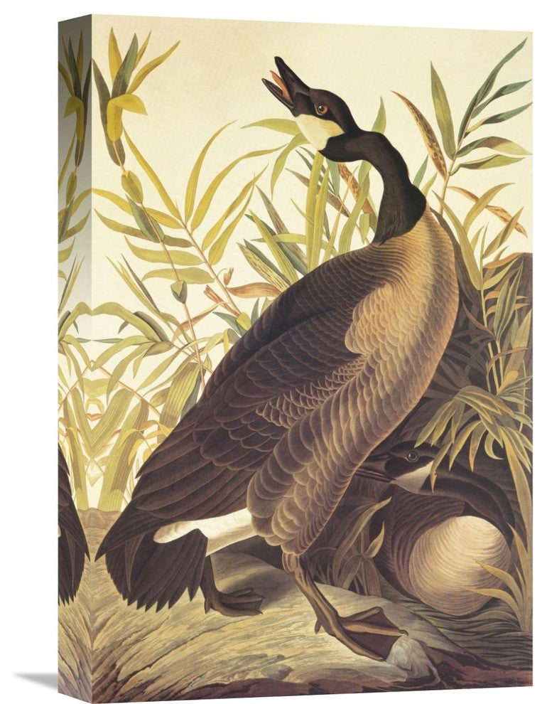 "Canada Goose" Artwork, 12" x 18"