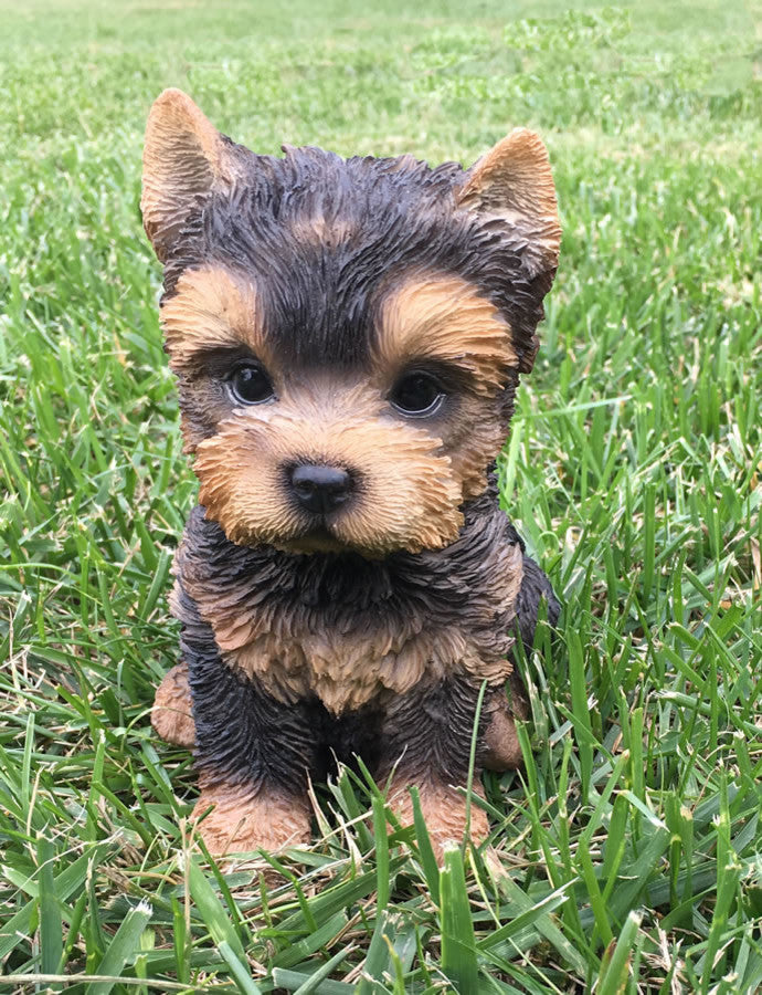 Realistic Yorkshire Terrier Puppy Garden Statue