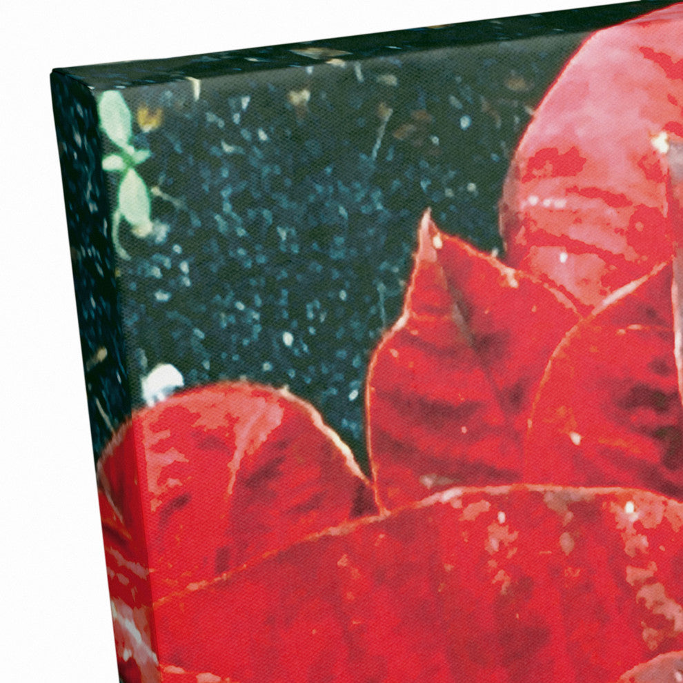 Pointsettia Close Up 2 20x20 Canvas Wall Art