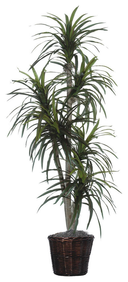 6' Marginata Executive