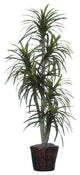 6' Marginata Executive