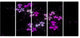 Placer Stars in Distant Galaxy, Abstract Wall Art Canvas, 60"x28", 5 Panels