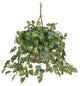 Pothos Hanging Basket Silk Plant