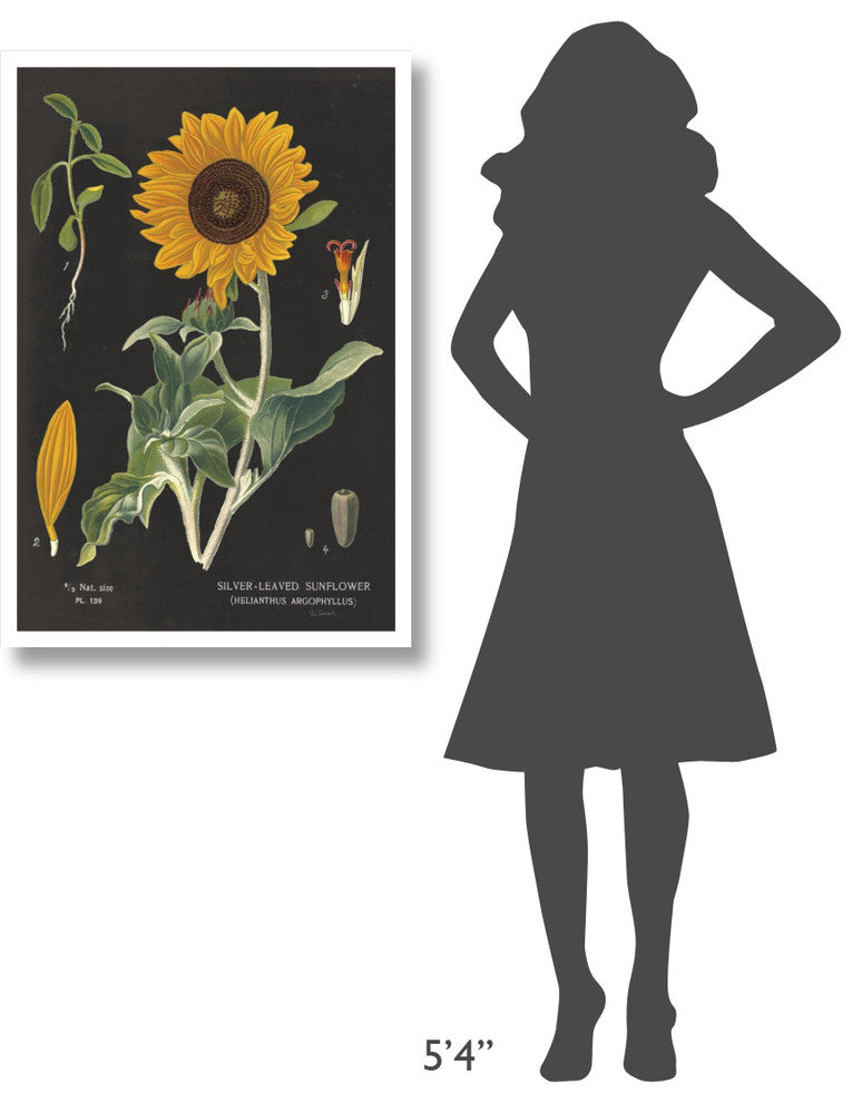 "Sunflower Chart" Digital Paper Print by Sue Schlabach, 26"x38"