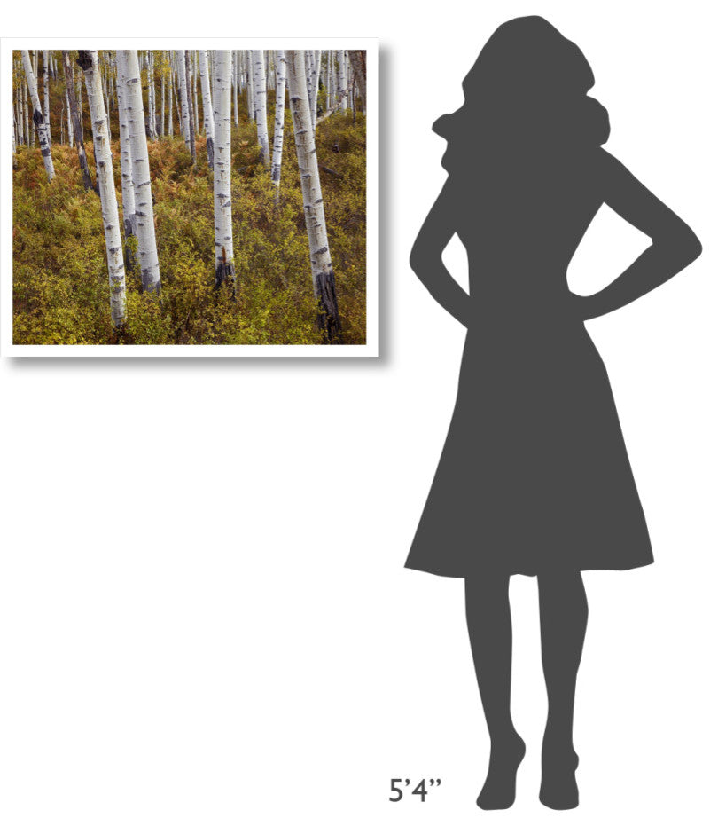 "Quaking Aspen trees in autumn" Digital Paper Print by Tim Fitzharris, 32"x27"