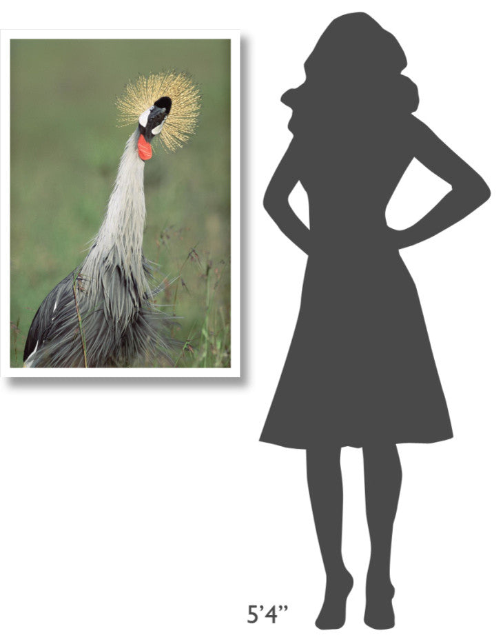 "Grey Crowned Crane, Kenya" Digital Paper Print by Tim Fitzharris, 26"x38"