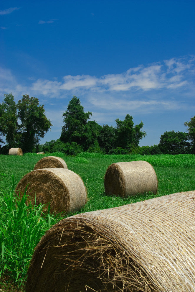 Hay Whatcha Doin in the Field Rural Unframed Wall Art Print, 16" X 20"