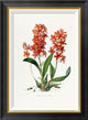 "Star Orchid" Framed Canvas Giclee by John Lindley, 21x28"