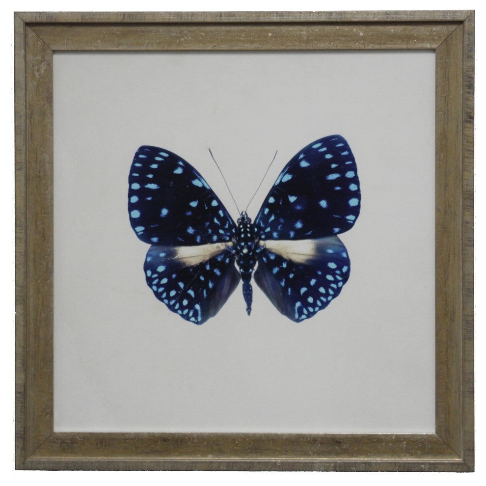 Bright Blue Butterfly With Light Blue Spots, Vintage Cream And Gold Moulding