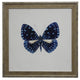 Bright Blue Butterfly With Light Blue Spots, Vintage Cream And Gold Moulding