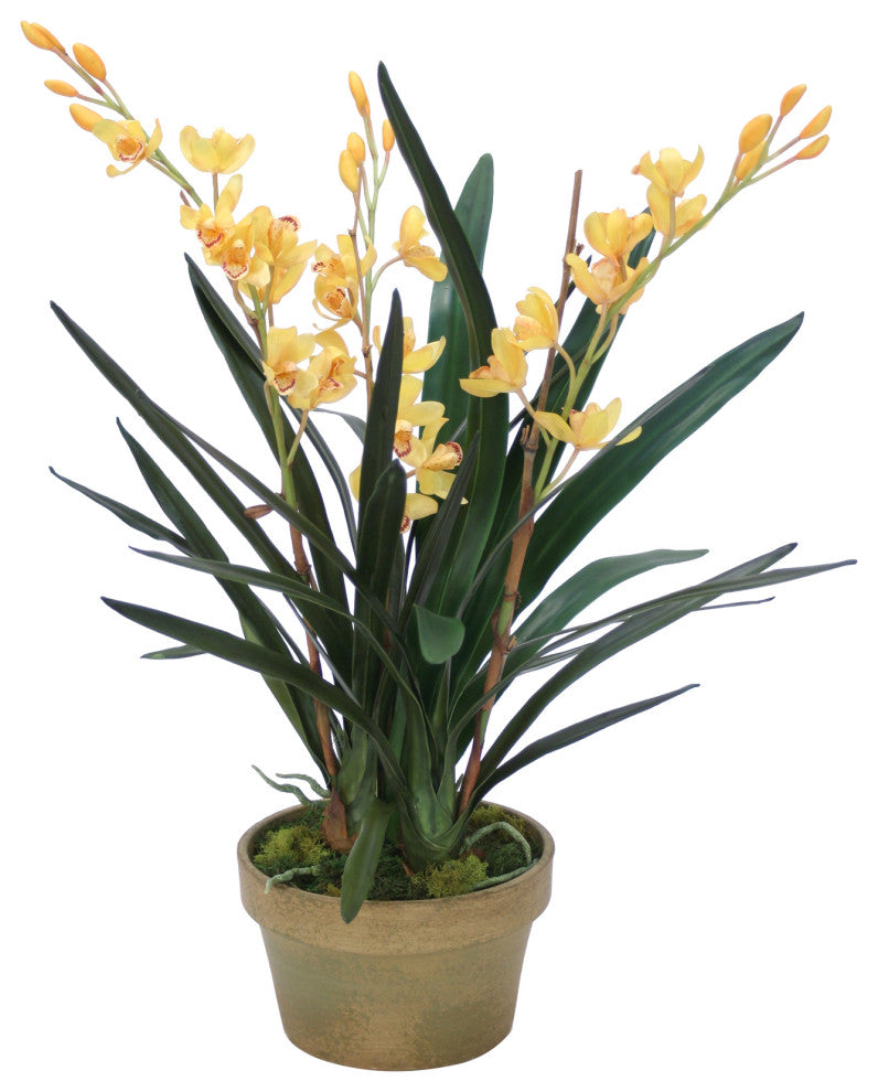 Yellow Cymbidium Orchids in Aged Pot