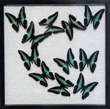 Framed Butterflies, Blue