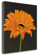 "Midnight Gerbera II" By Robert Lacie, Giclee Print on Gallery Wrap Canvas