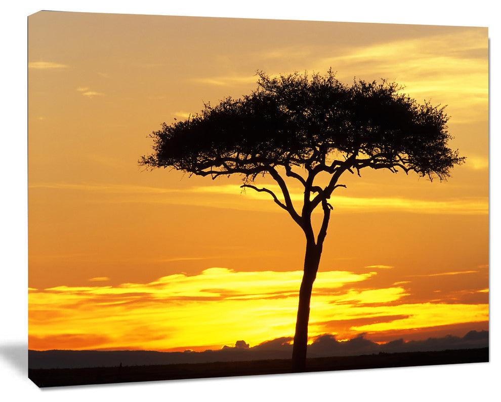 Beautiful Sunset Through Acacia Tree, African Landscape Canvas Print, 20"x12"