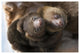 "Hoffmann's 2-toed Sloth babies, Aviarios Sloth Sanctuary" Paper Art, 62"x42"