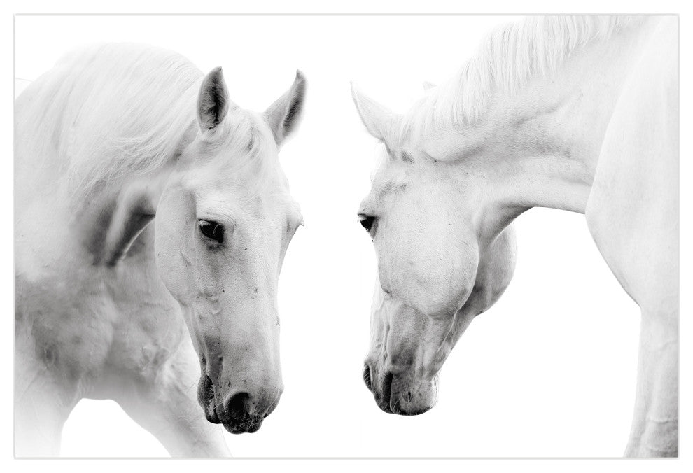 White Horse Wall Art Graphic Print Frameless Free Floating Tempered Glass Panel