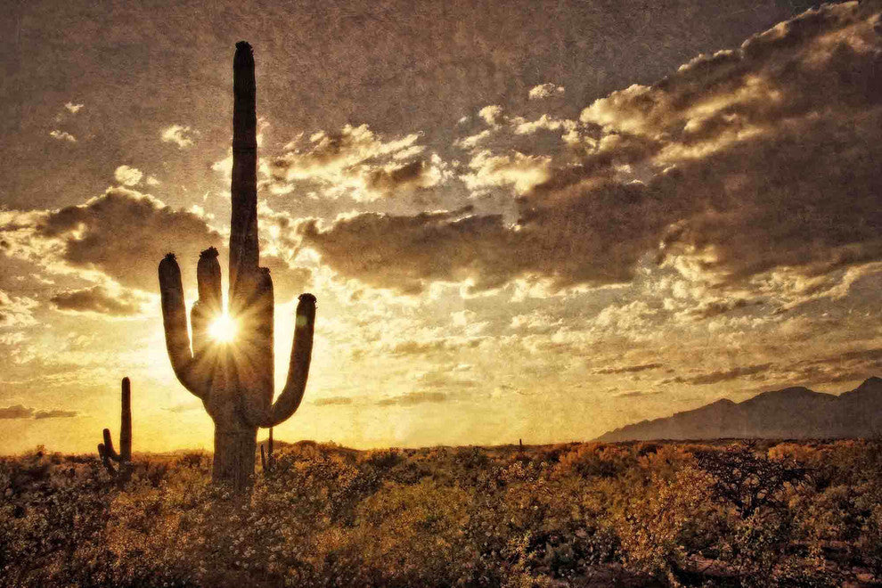"Sonoran Silhouette" Painting Print on Canvas by Robertson