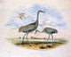 II Titian Ramsey Peale Sandhill Cranes, 20"x25" Wall Decal