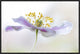 "Wood Anemone" Framed Canvas Giclee by Mandy Disher, 25x17"