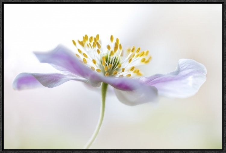 "Wood Anemone" Framed Canvas Giclee by Mandy Disher, 25x17"