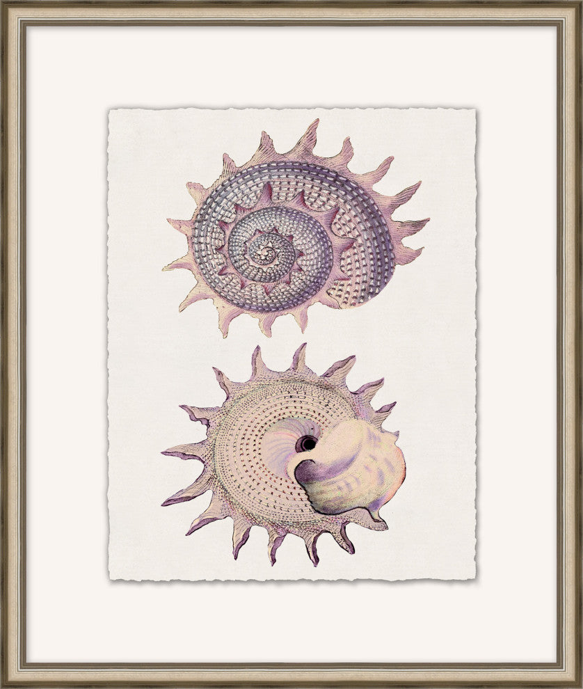Mauve Shell Study 3, Giclee Reproduction Artwork