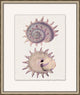 Mauve Shell Study 3, Giclee Reproduction Artwork
