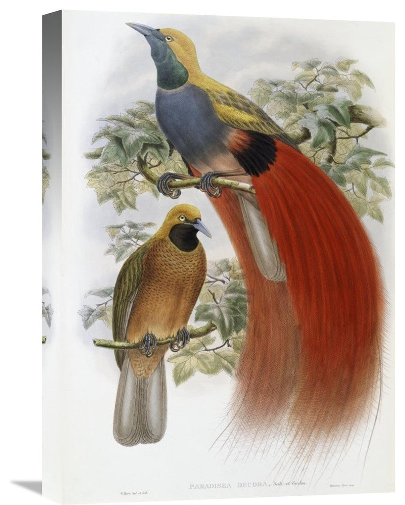 "Grey-Chested Bird of Paradise" Artwork, 15"x22"