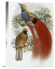 "Grey-Chested Bird of Paradise" Artwork, 15"x22"