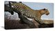 Leopard Walking on Tree, African Canvas Art Print, 32"x16"