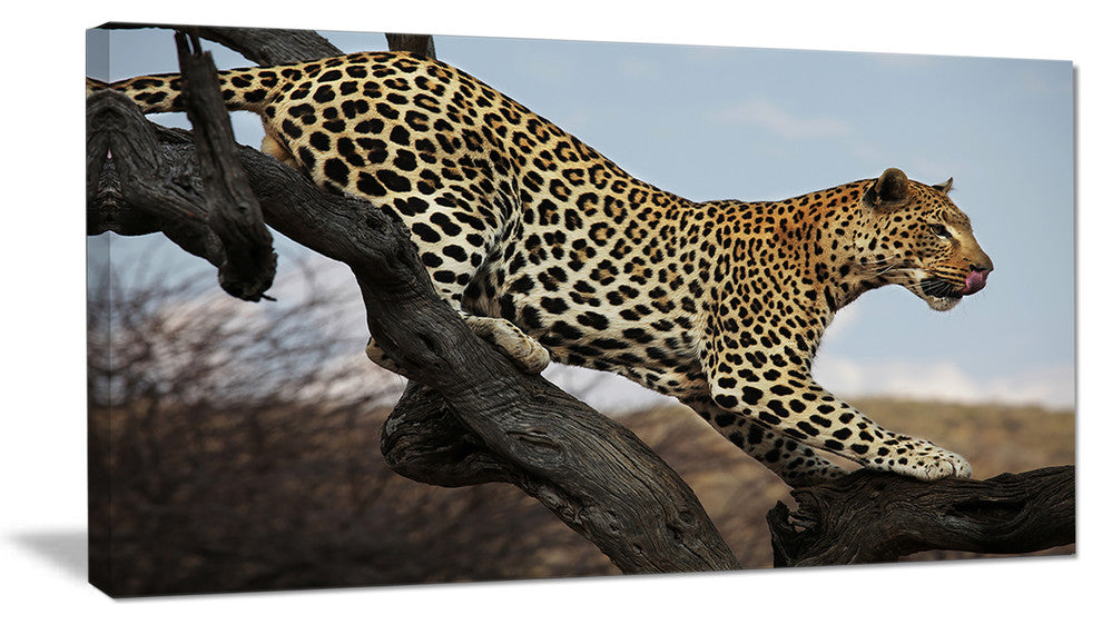 Leopard Walking on Tree, African Canvas Art Print, 32"x16"