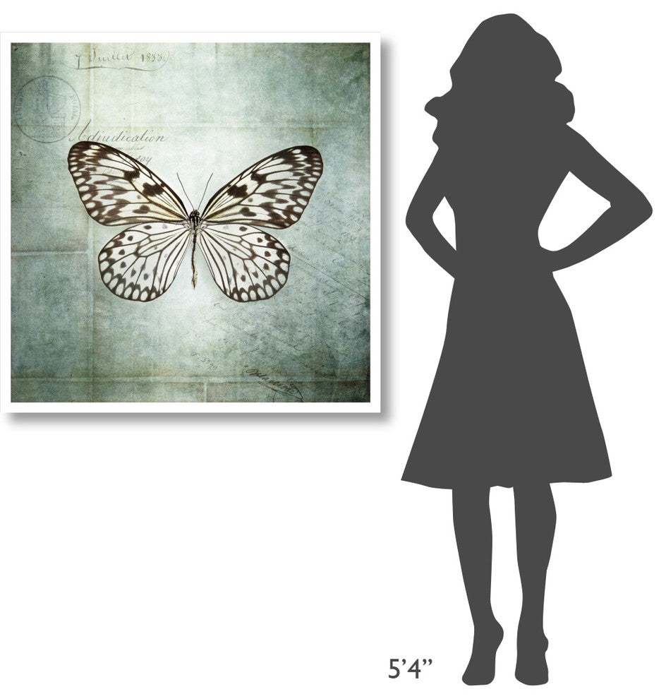 "French Butterfly V" Digital Paper Print by Debra Van Swearingen, 38"x38"