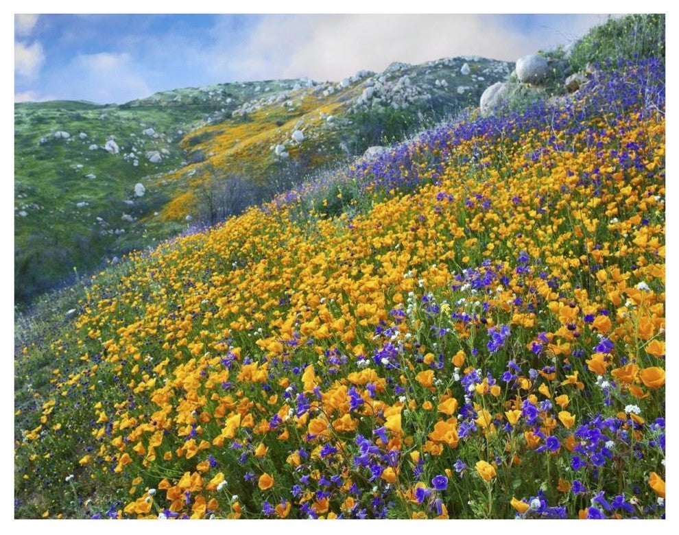 "California Poppym Desert Bluebell, Santa Ana Mountains" Paper Art, 42"x32"