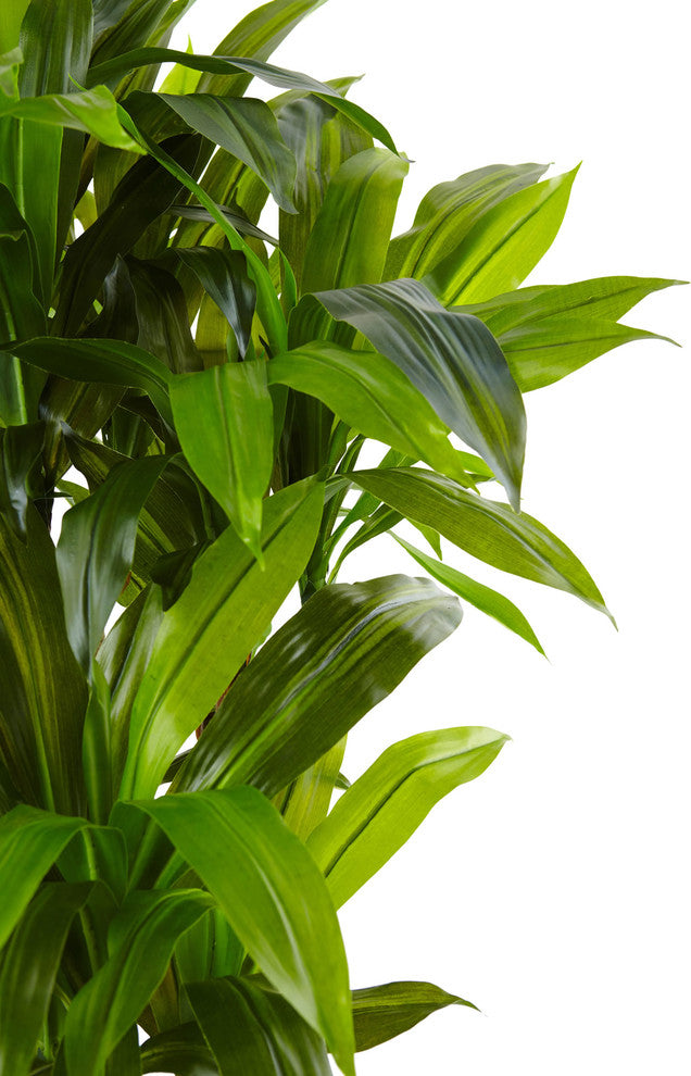 54"H Cornstalk Dracaena, Wooden Planter