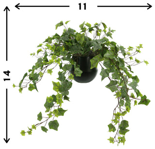 Trailing Ivy in a Ceramic Pot