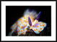 "Nudibranche" Framed Digital Print by Barathieu Gabriel, 38"x28"